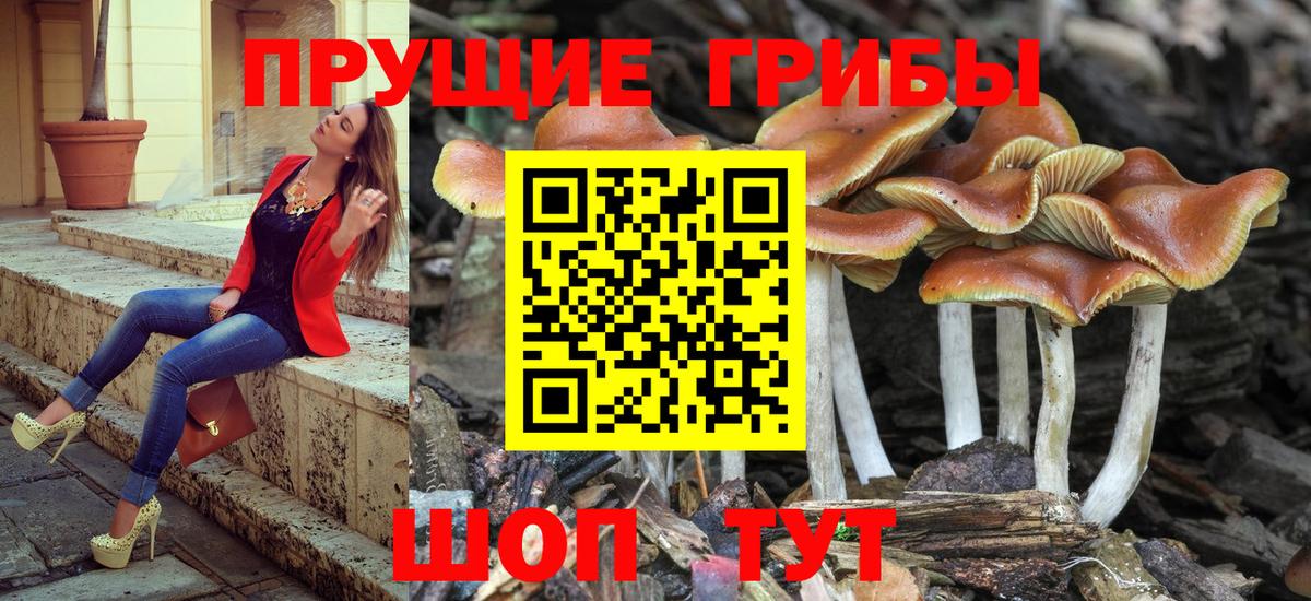 Галлюциногенные грибы GOLDEN TEACHER  Вход с VPN  Курчалой 